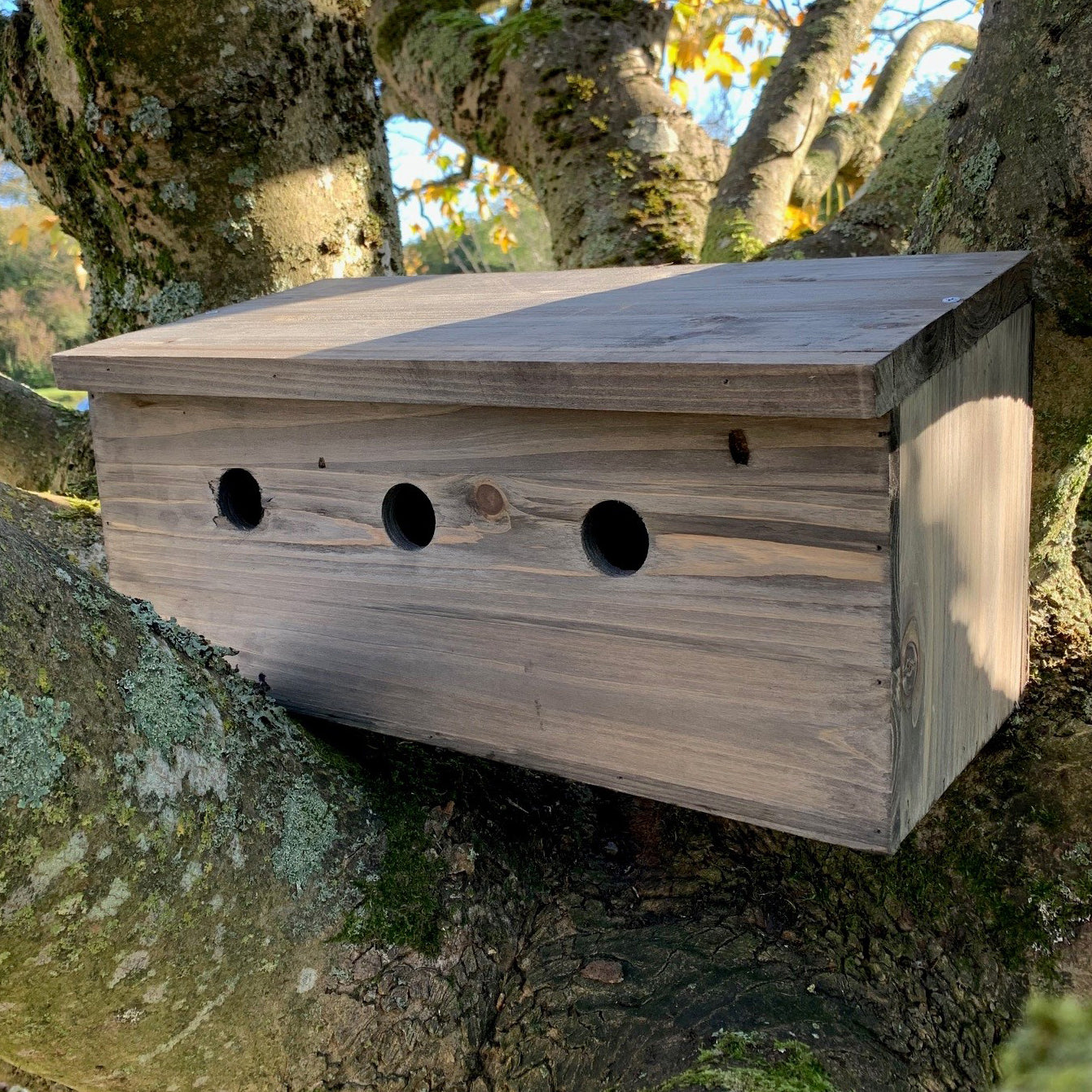 A wooden bird nesting box mounted on a tree with three round holes for bird entry, situated in a natural setting with mossy tree trunks in the background.