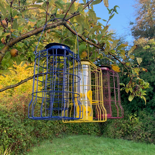 A set of three squirrel proof bird feeders hanging from a tree, each in different colors: blue, yellow, and red, with metal cages around them.