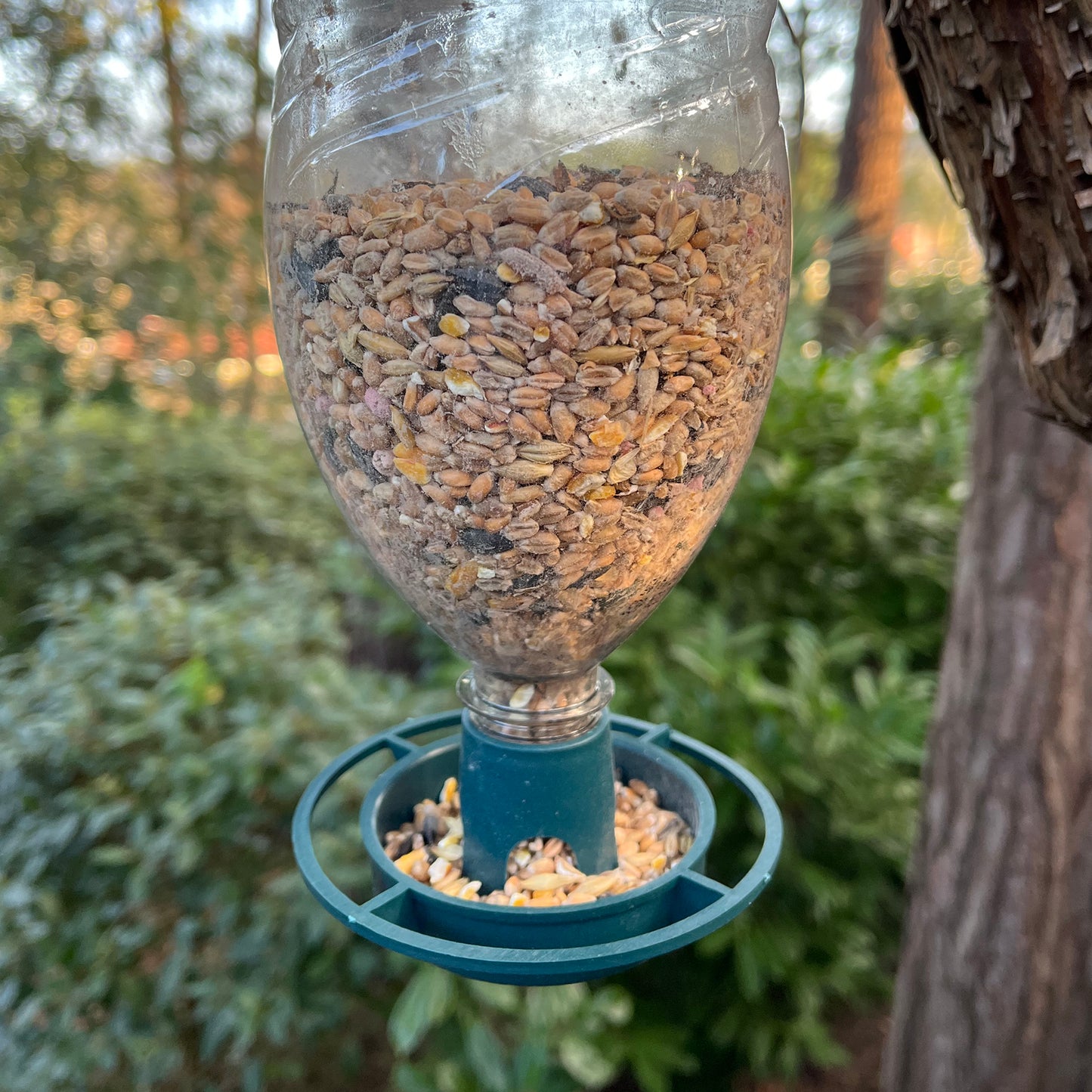 A bird seed feeder made from a bottle, hanging outdoors with seeds visible inside the bottle, attached to a blue plastic hanger.
