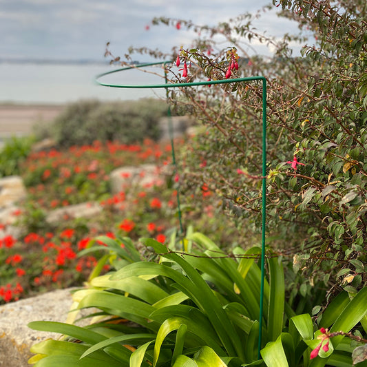 A green metal hoop plant support system standing in a garden with plants and flowers around it.