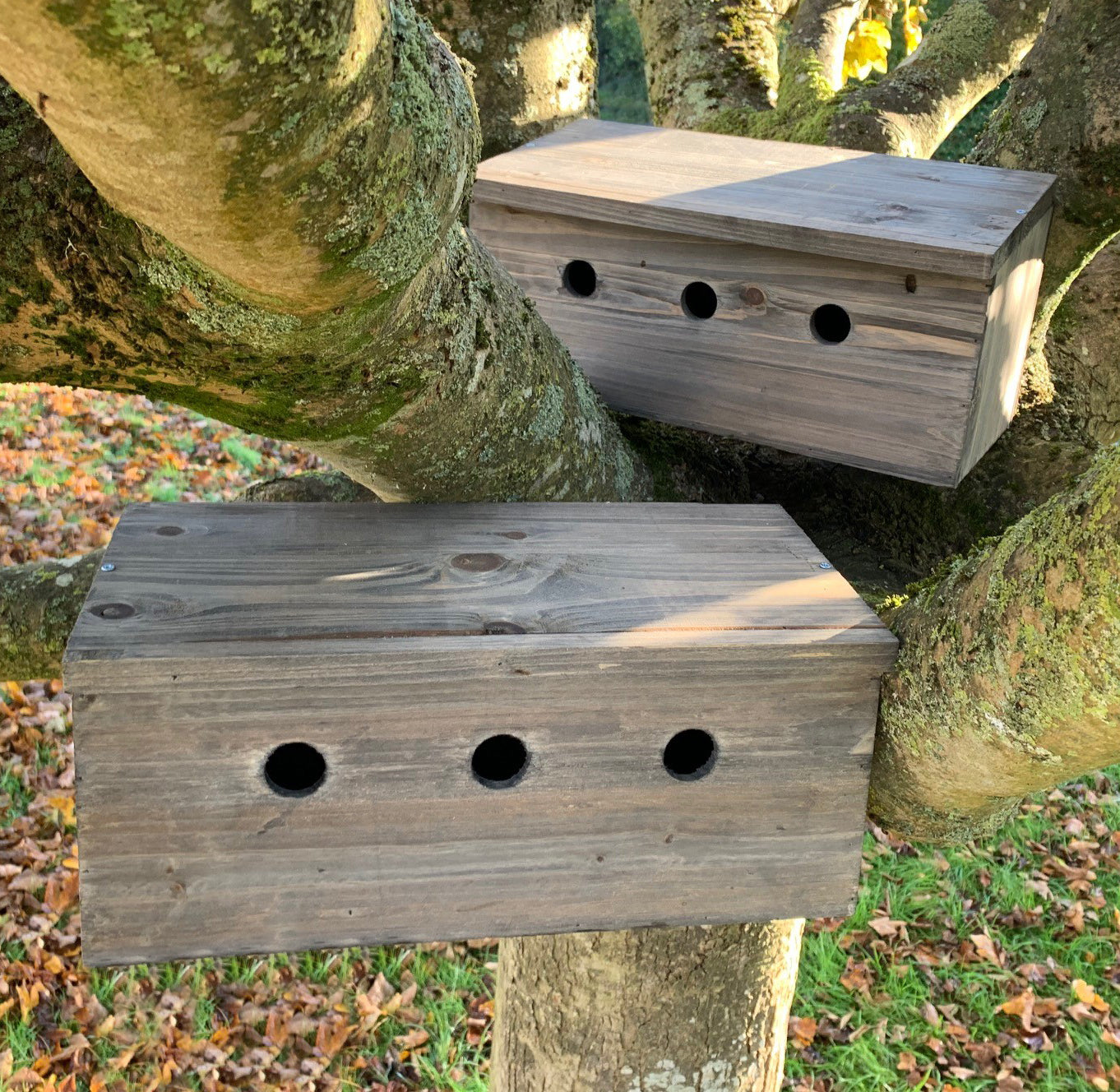 Two wooden nesting boxes mounted on a tree, with multiple holes on the front side for bird entry.