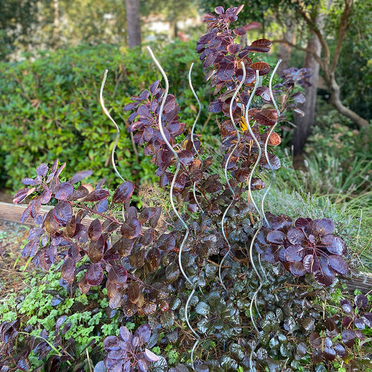 A set of silver metal stakes installed in the ground, supporting a climbing plant with spiral-shaped supports.