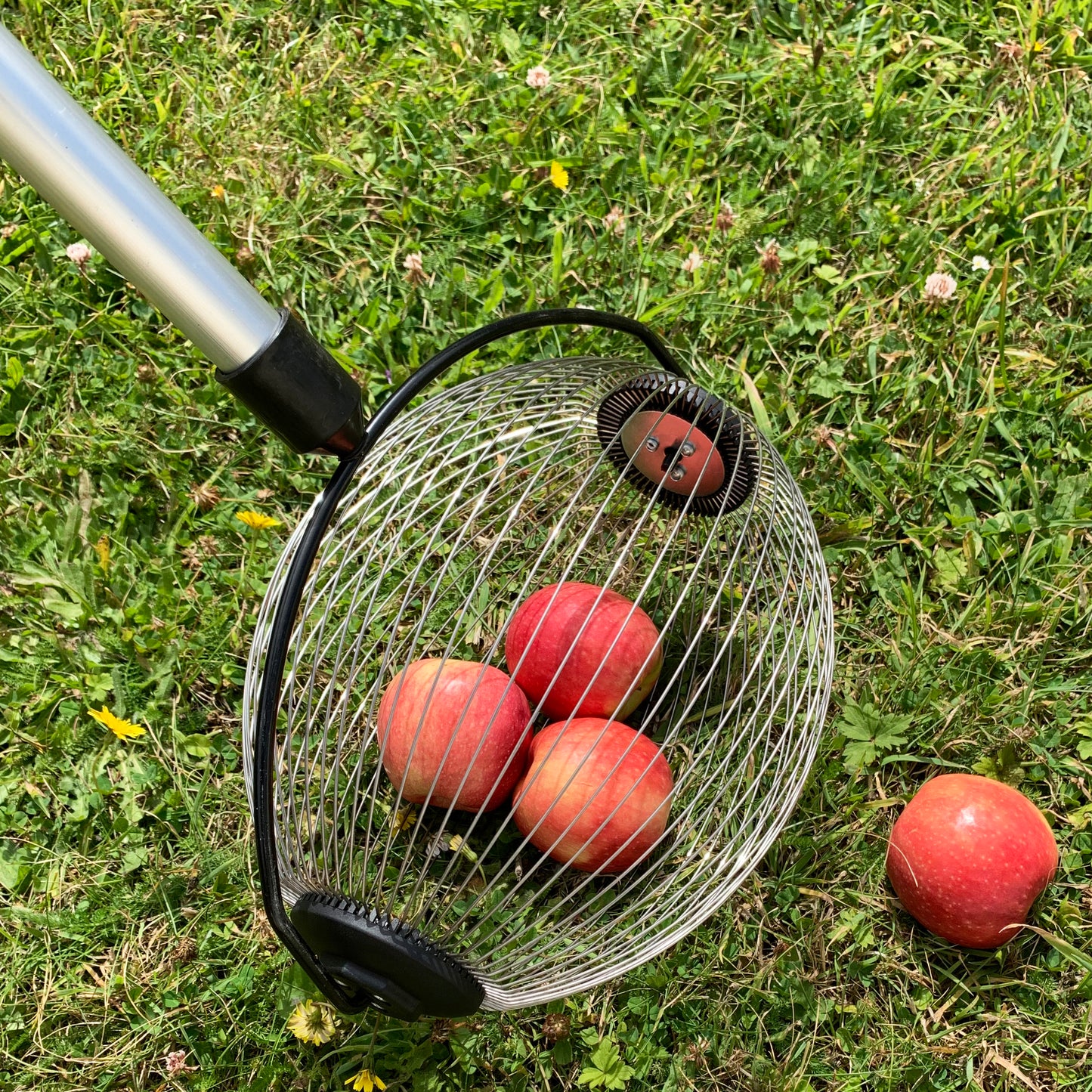 A telescopic apple collector with bucket clip on grass, containing a few red apples in its mesh head, with a handle extended to its maximum length.