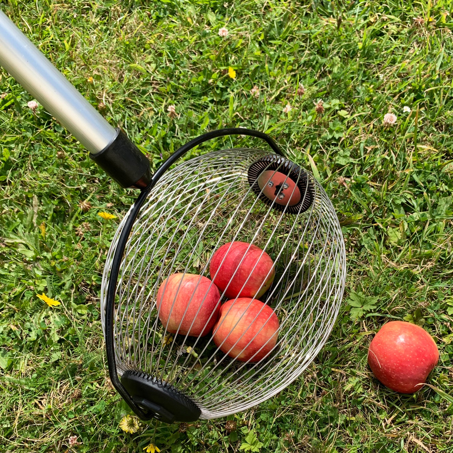 Telescopic Apple Collector with Bucket Clip