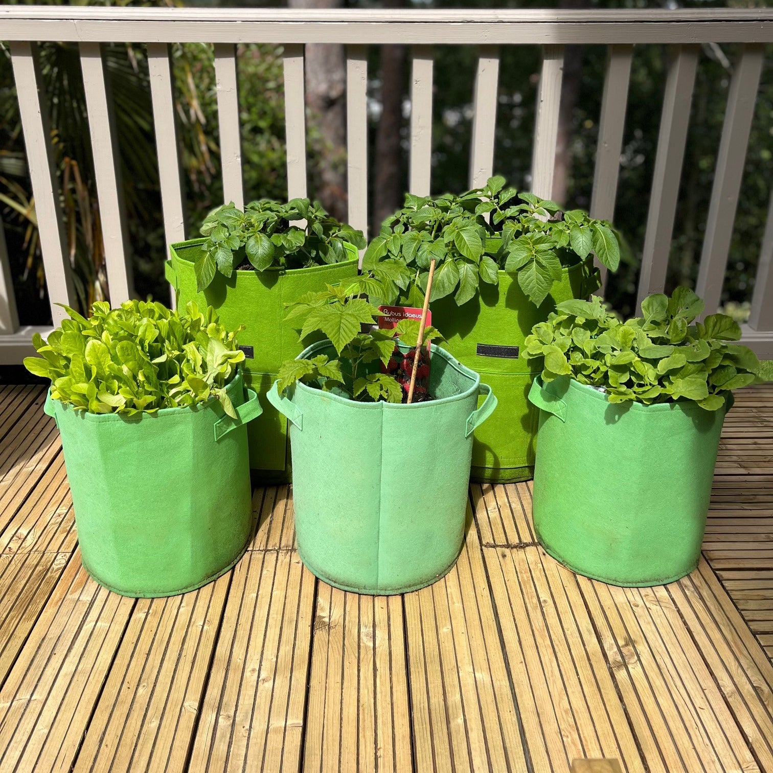 A set of green non-woven aeration fabric pots on a wooden deck, containing various plants.