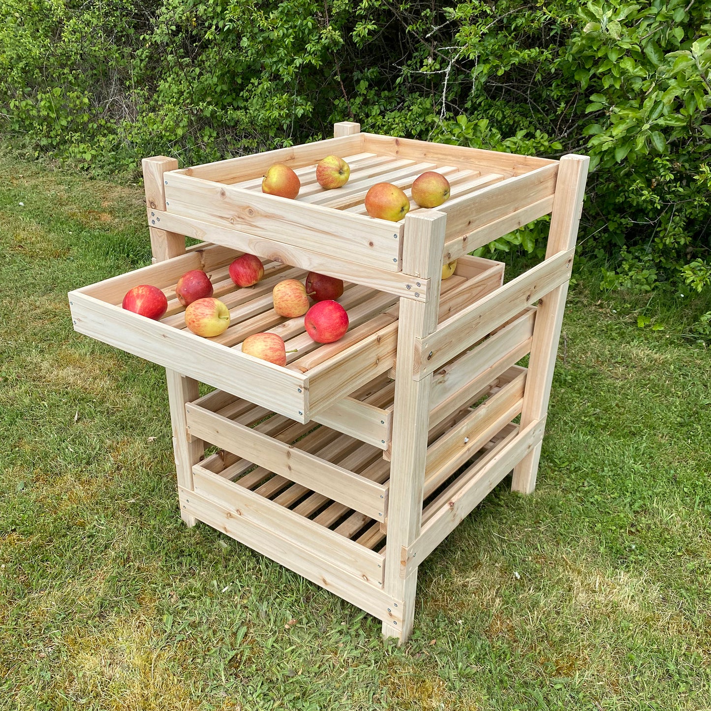 A wooden apple storage rack with five drawers, some drawers are pulled out displaying apples inside, placed on a grassy area.
