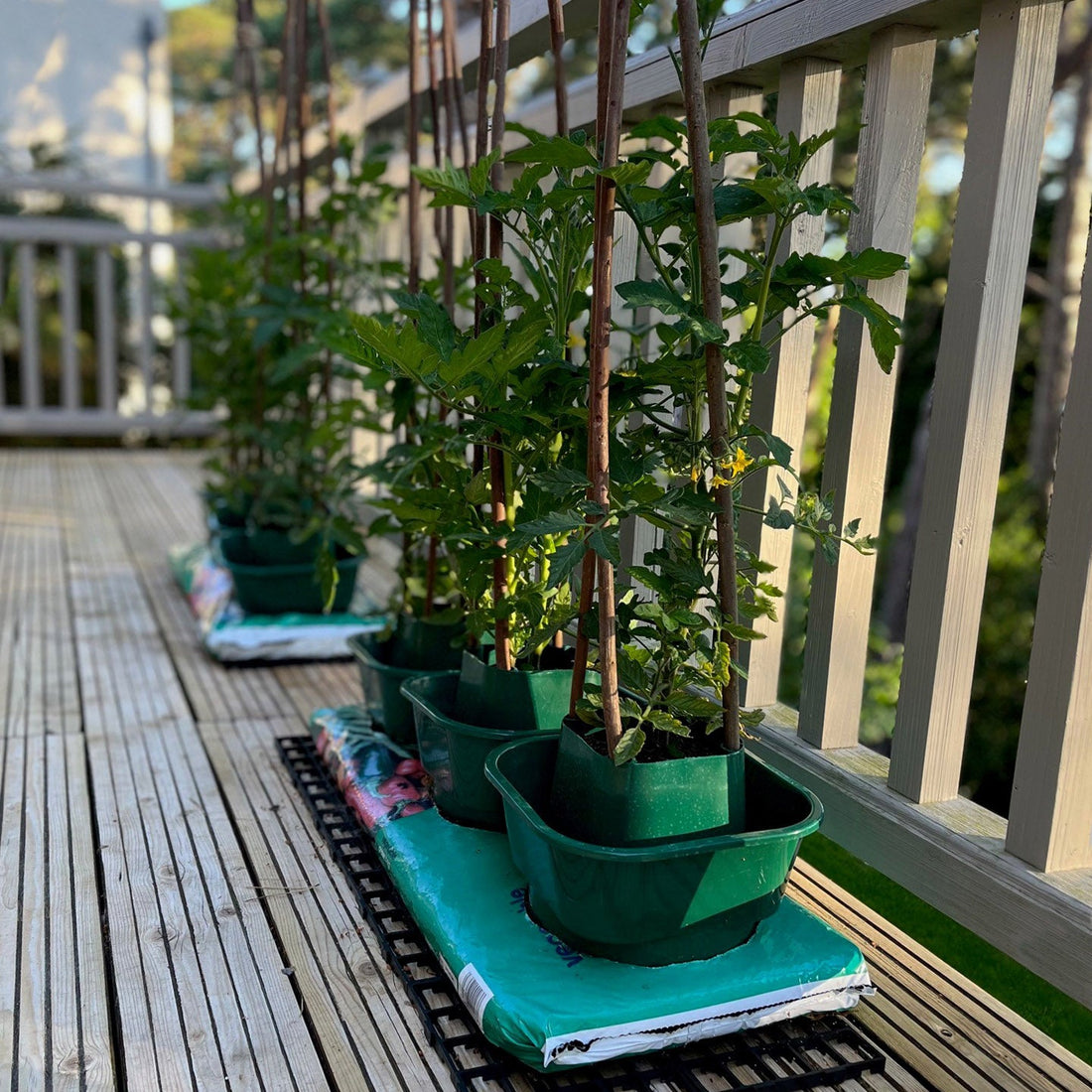 Grow Bag Pots: The Complete Guide to Growing in Grow Bags in the UK