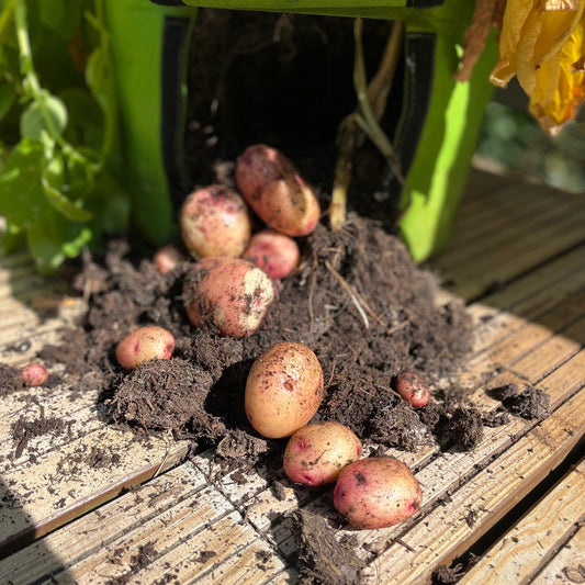 Potato Planters: How to Grow Potatoes in Containers and Potato Bags in the UK