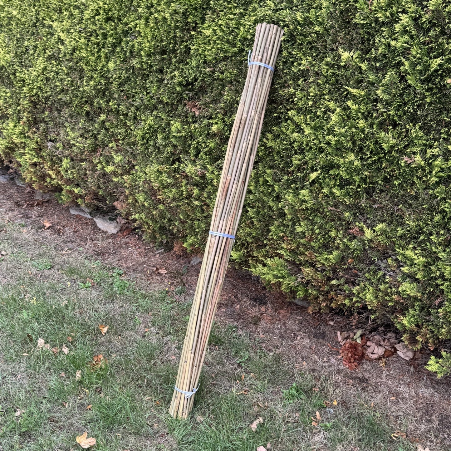 Bamboo Climbing Garden Plant Support Cane Sticks (160cm) - Pack of 40
