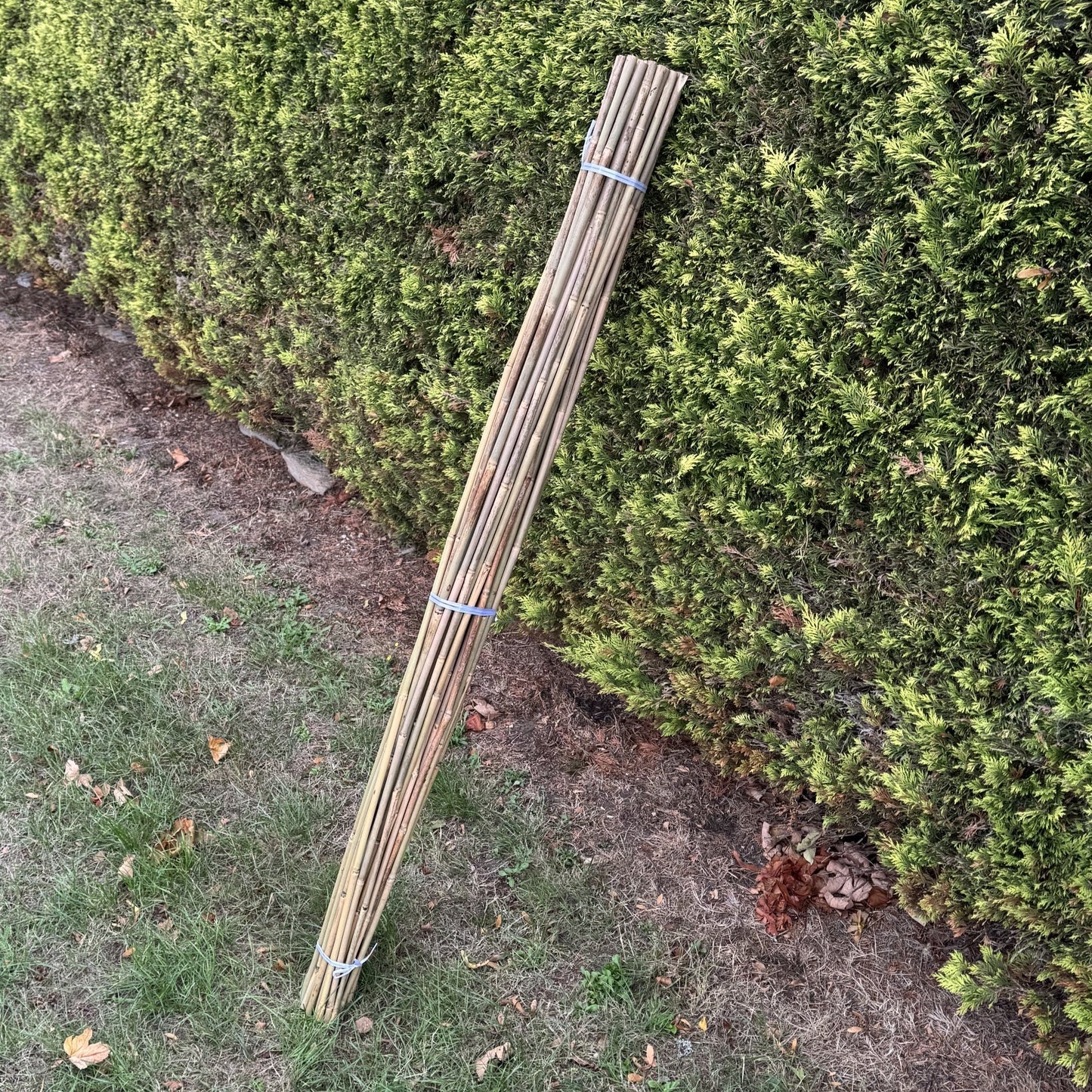 Bamboo Climbing Garden Plant Support Cane Sticks (160cm) - Pack of 40