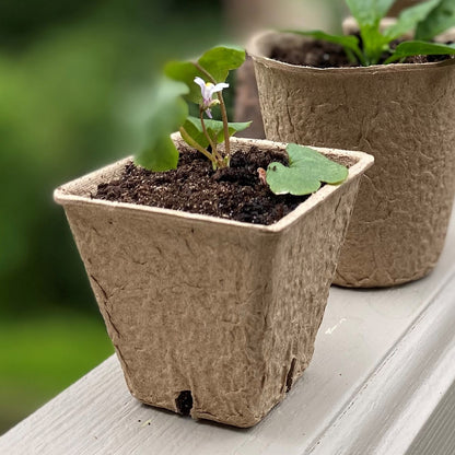 biodegradable pot plants Eco Square Fibre Biodegradable and Compostable Plant Pots (5cm)