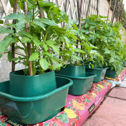 Tomato Growbag Watering Pot Kit - Set of 3 Pots with Planting Guard & Growbag Mat