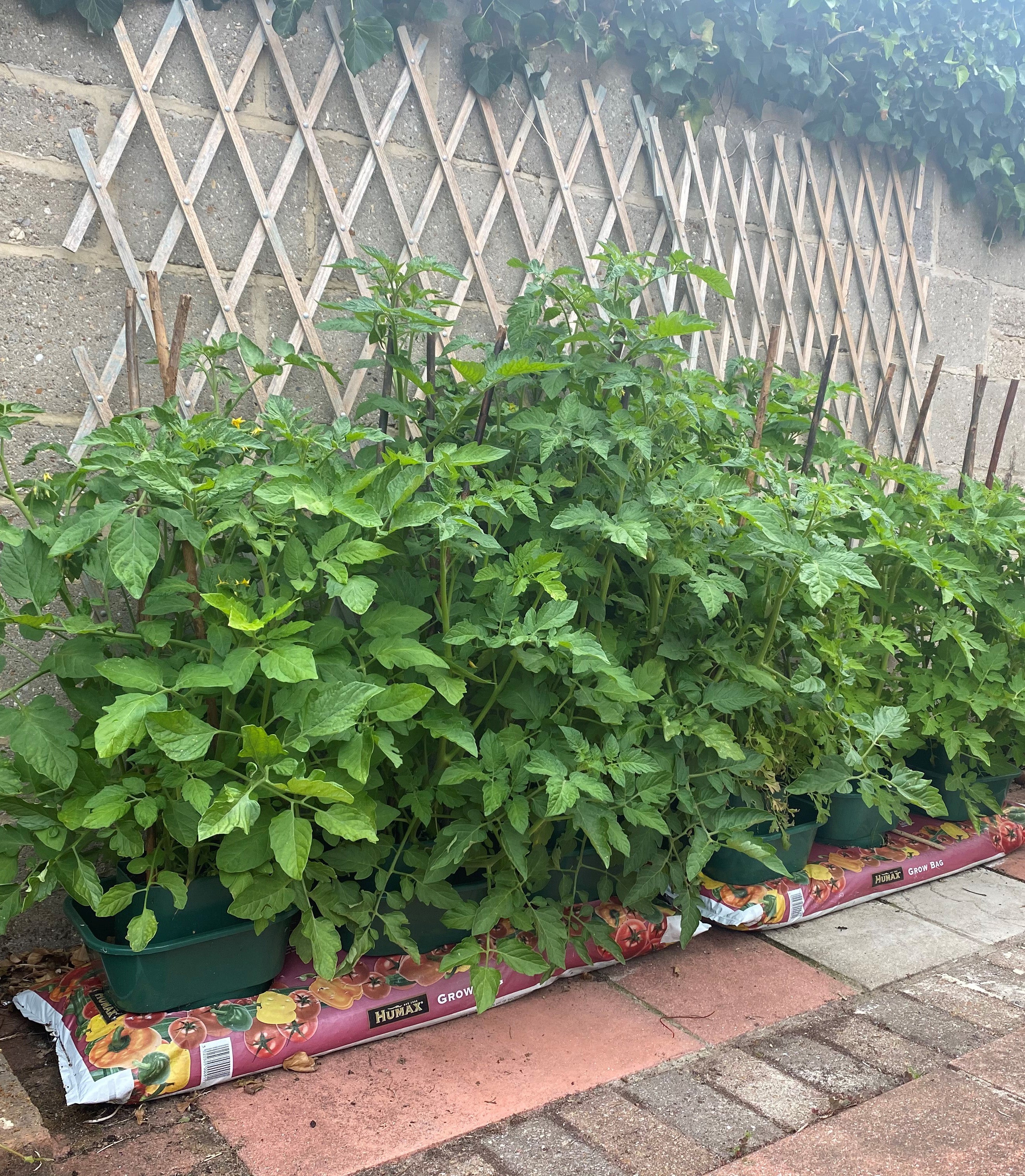 Tomato & Vegetable Growbag Pots (Set of 6) I Garden Selections
