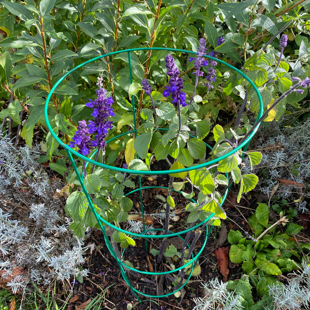 Conical Metal Garden Herbaceous Plant Support Rings (75cm) - Pack of 5 ...