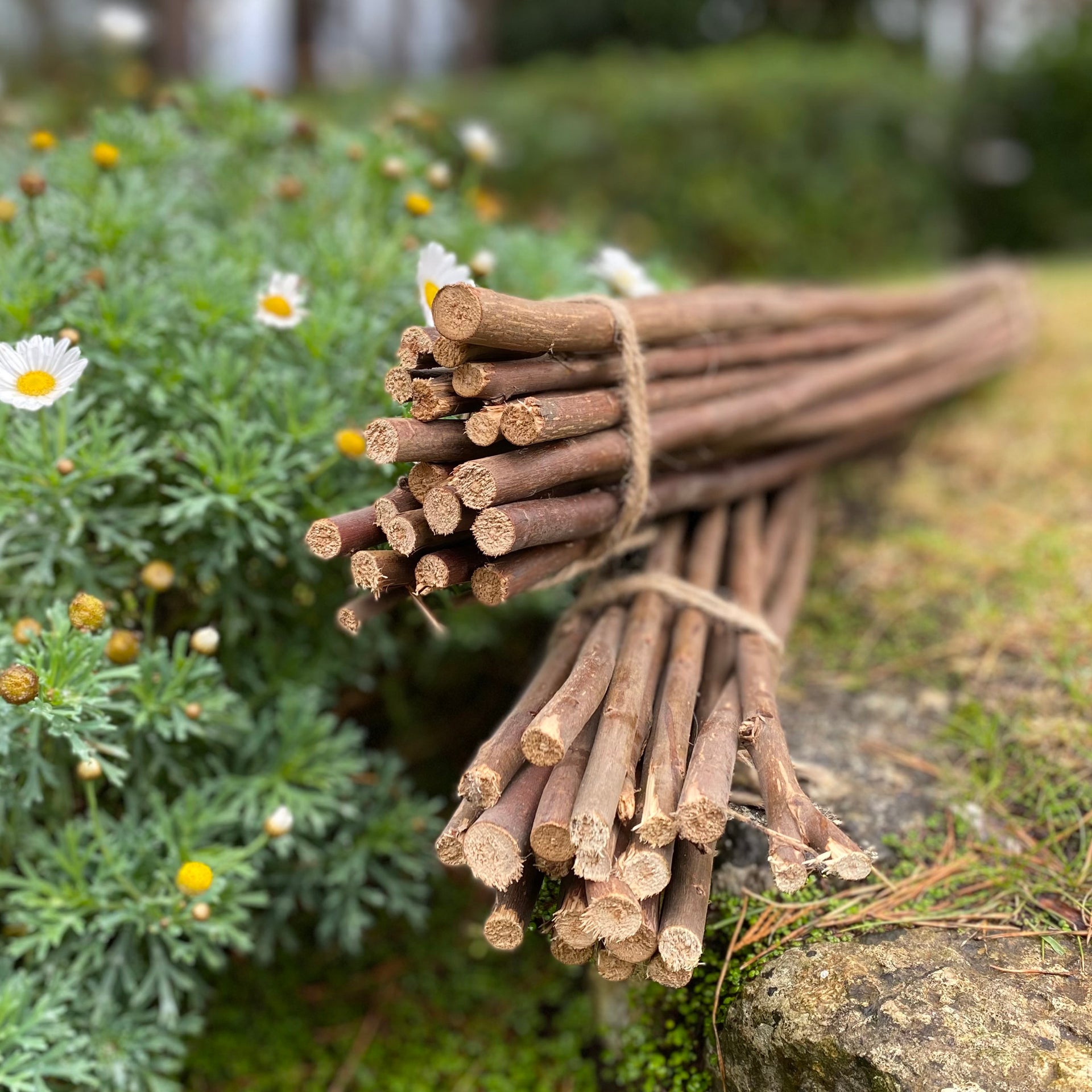 Willow Pea & Bean Garden Plant Support Sticks Pack 40