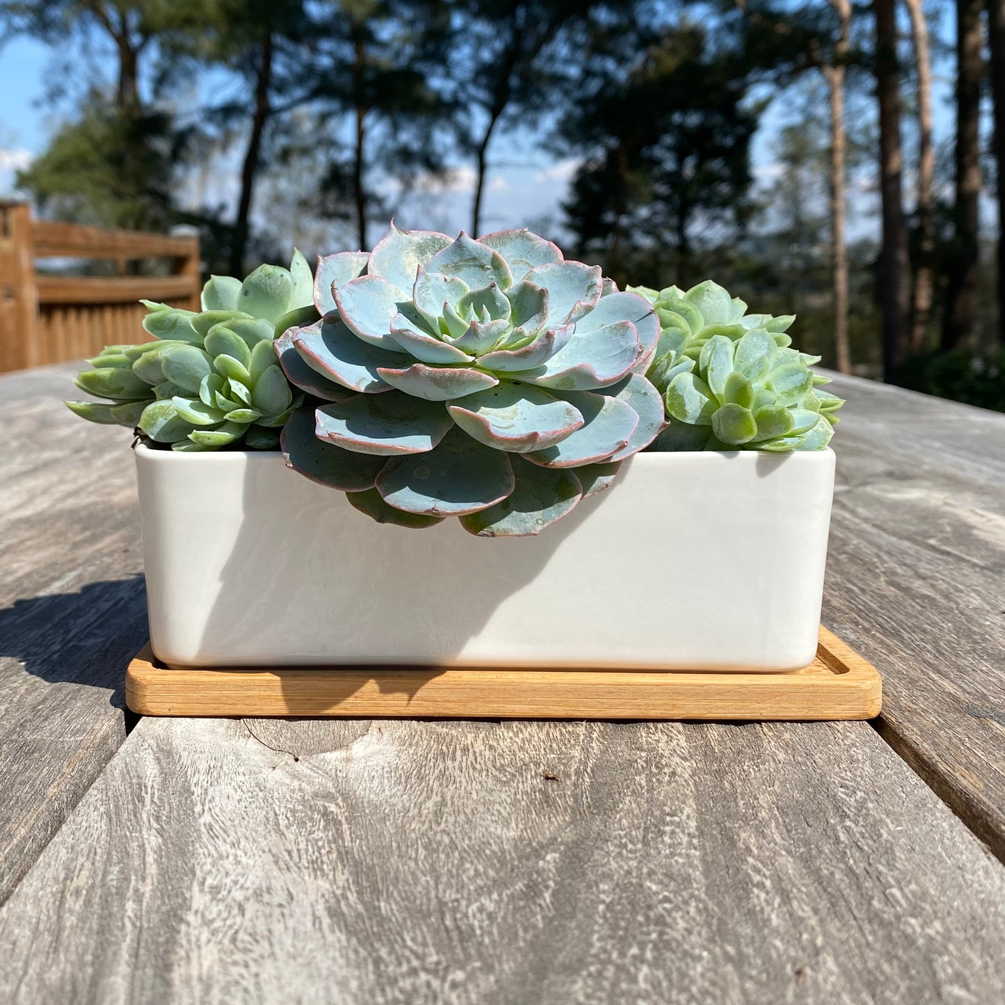 White Succulent and Cactus Trough Plant Pot