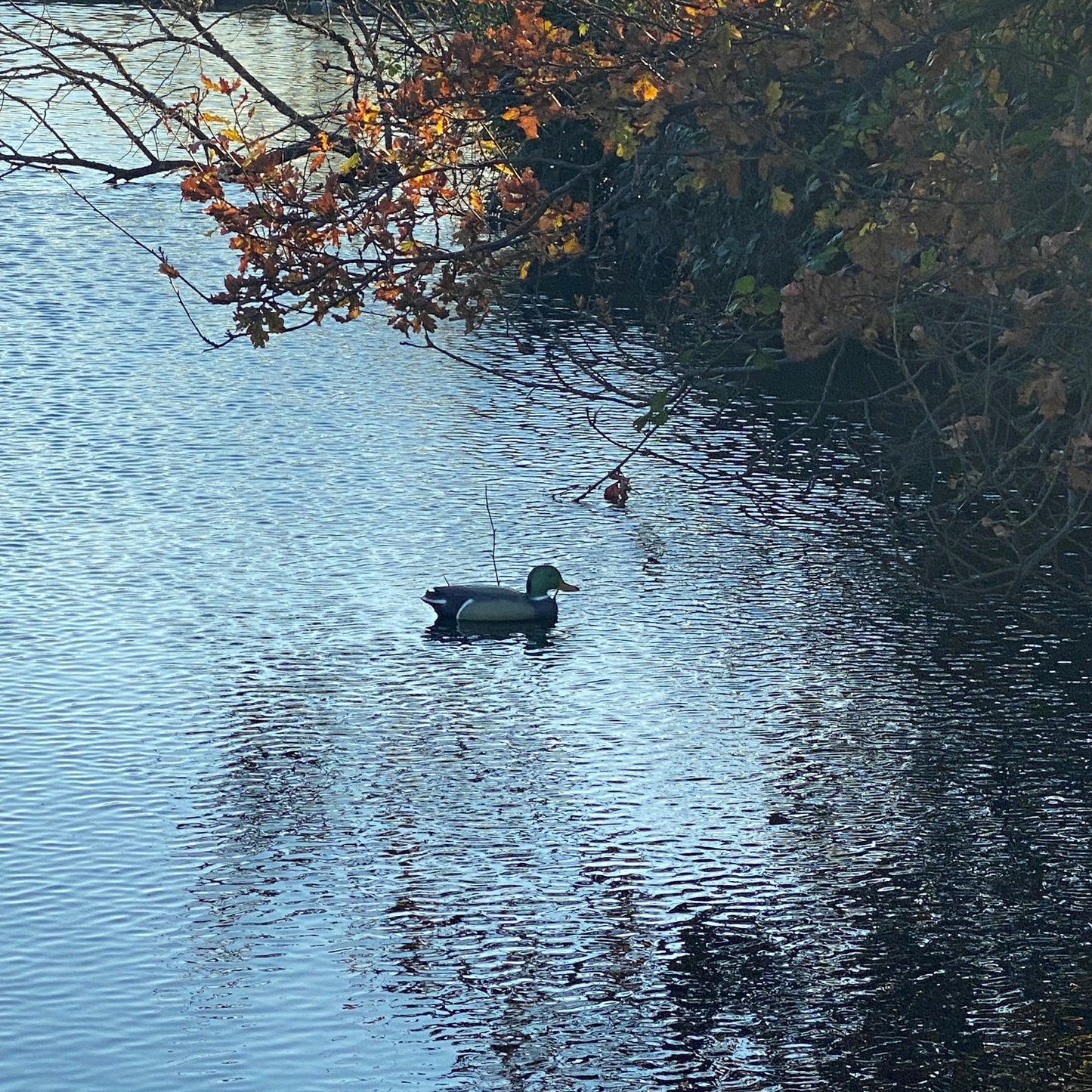 Mallard Duck Hunting Shooting Floating Decoy Pond Decoration Large
