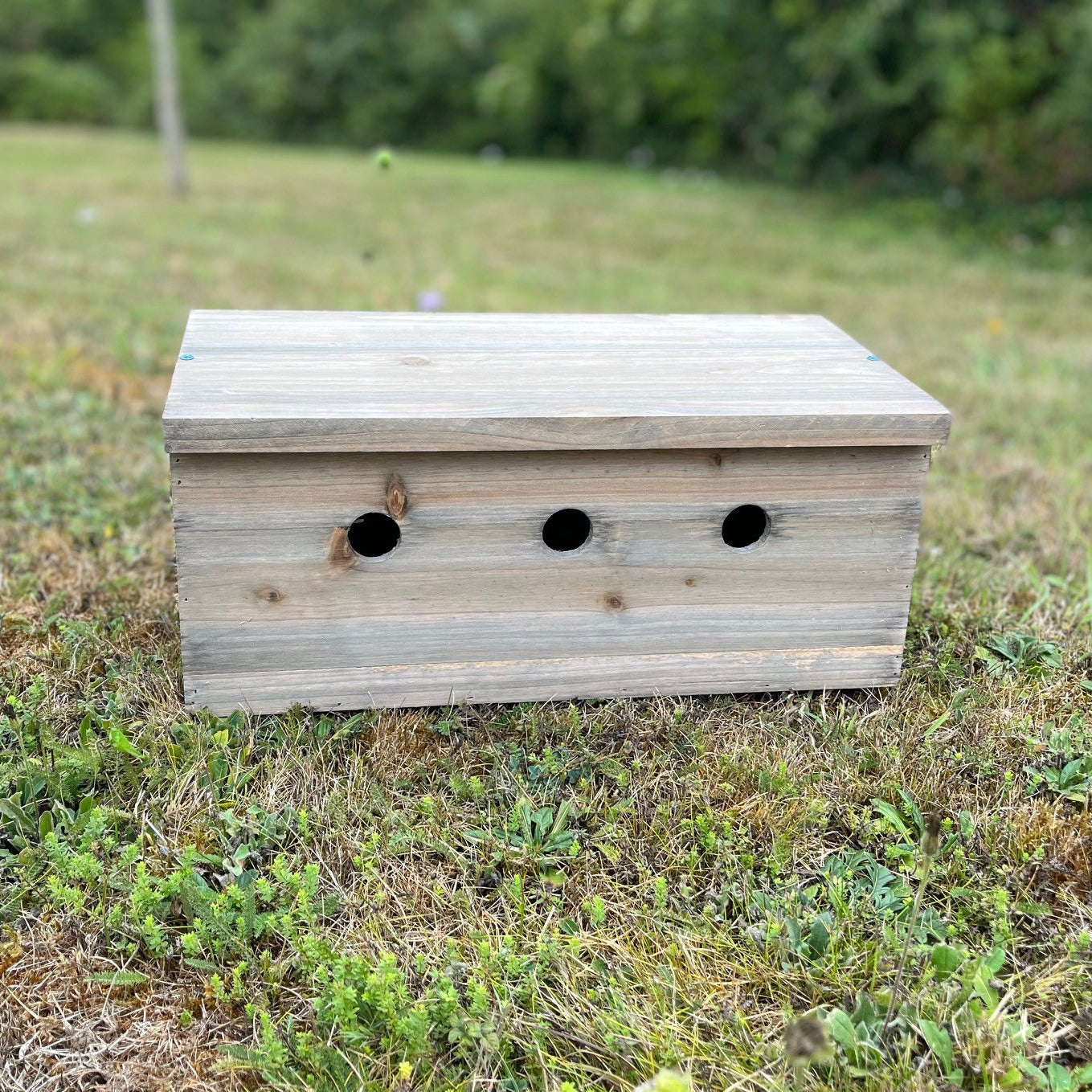 Sparrow Colony Terrace Wooden Nesting Box