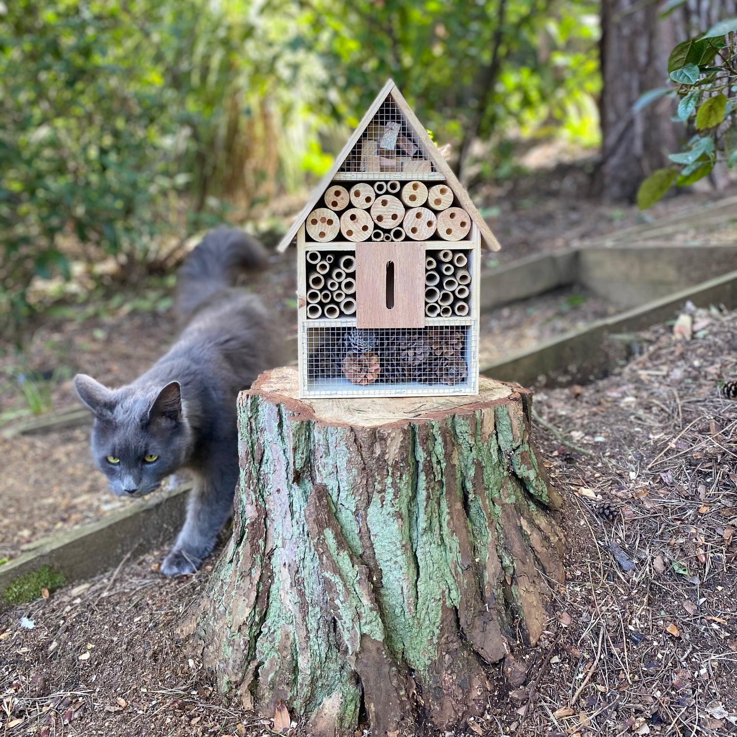 Wooden Insect, Butterfly, Bug & Bee House