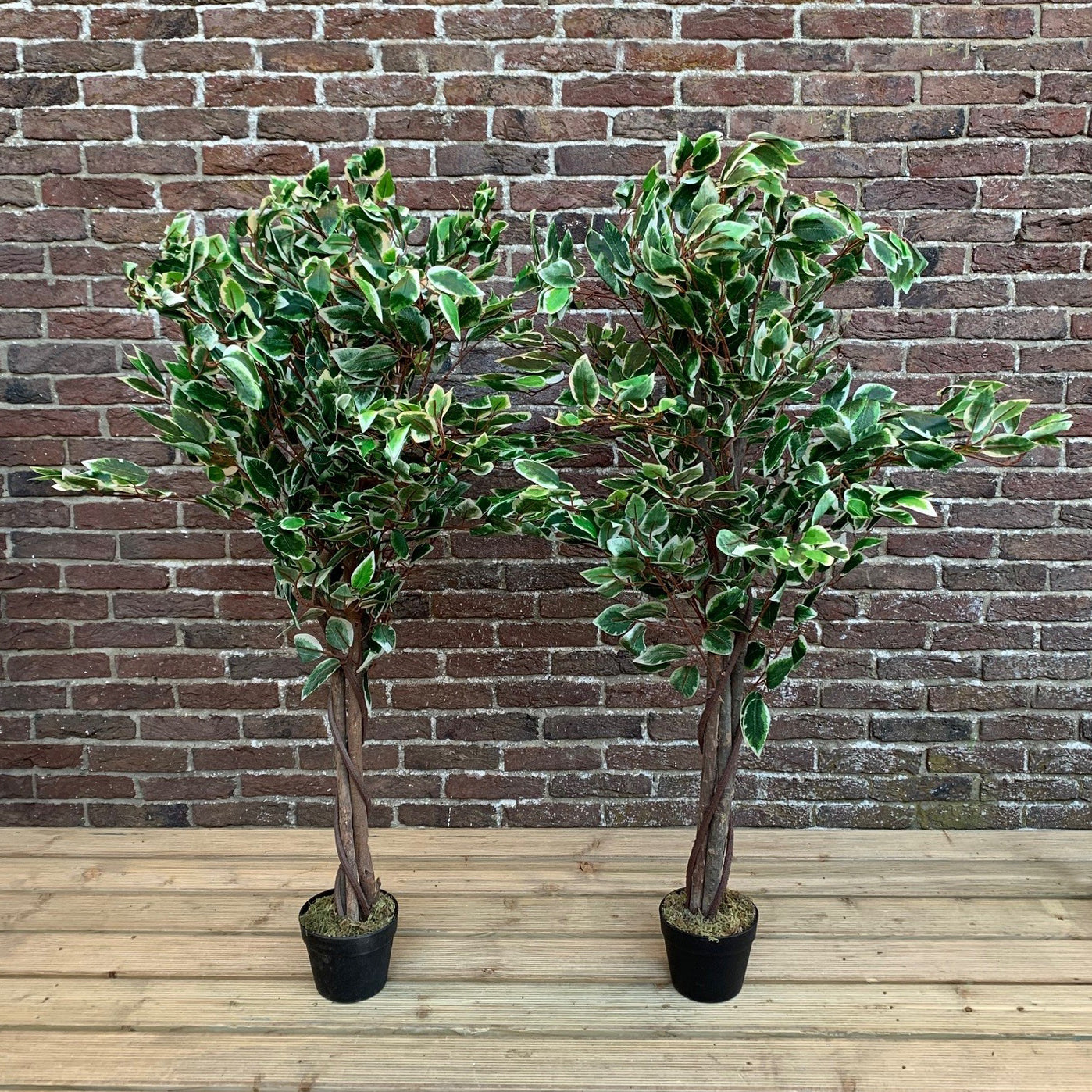 Set of 2 Artificial Topiary Ficus Fig Trees (120cm)