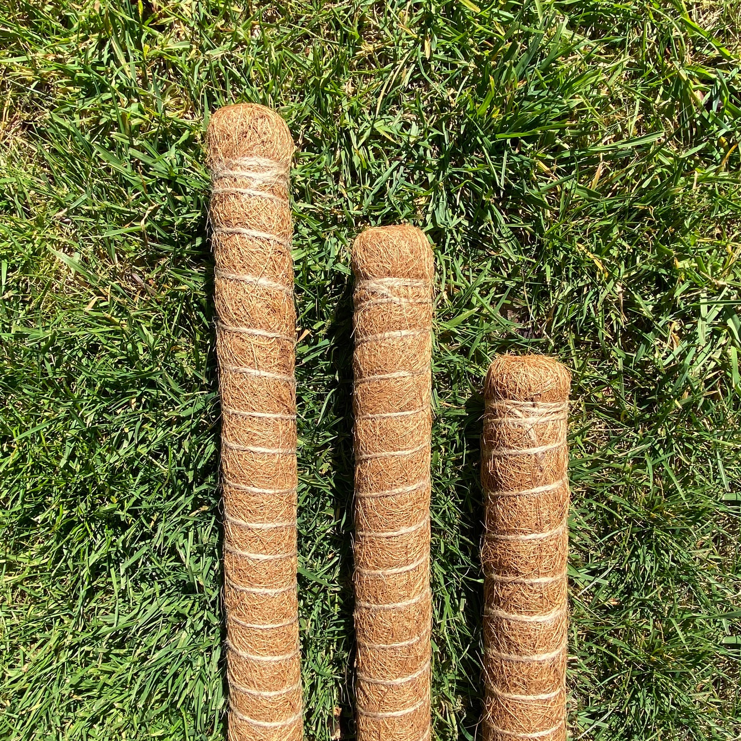 Pack of 6 Coco Fibre Palm Stick Plant Supports (80cm)