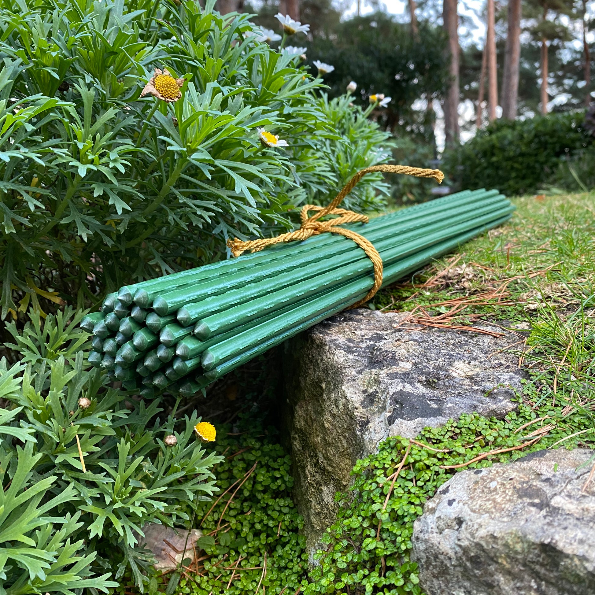 plastic plant support sticks Plastic Coated Metal Garden Plant Support Sticks (60cm)