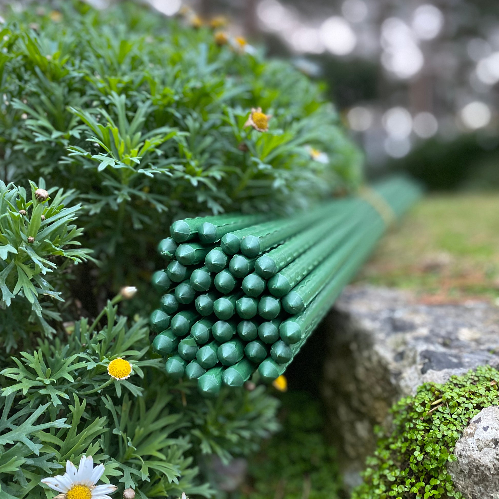 plastic coated steel plant stakes Plastic Coated Metal Garden Plant Support Sticks (140cm)
