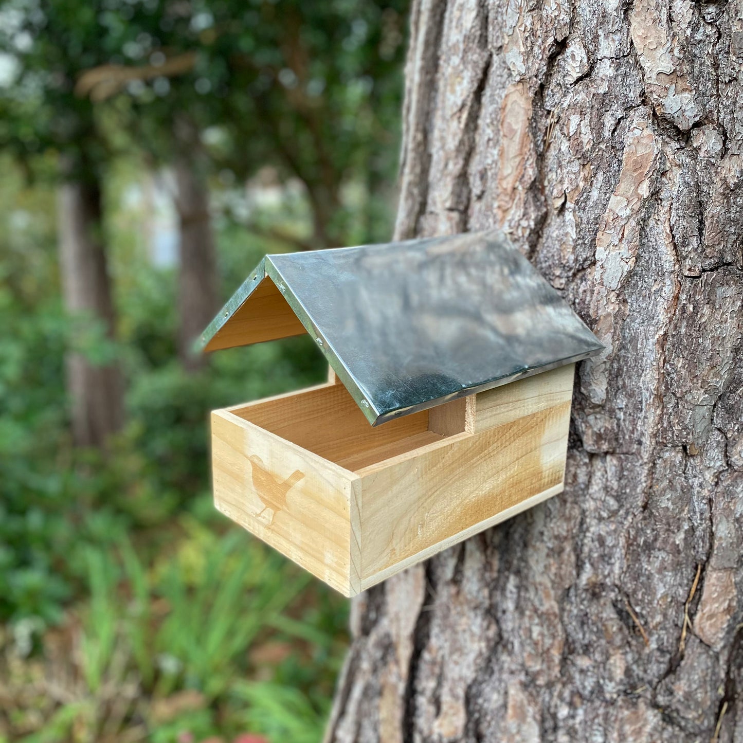 Blackbird Wooden Nesting Box