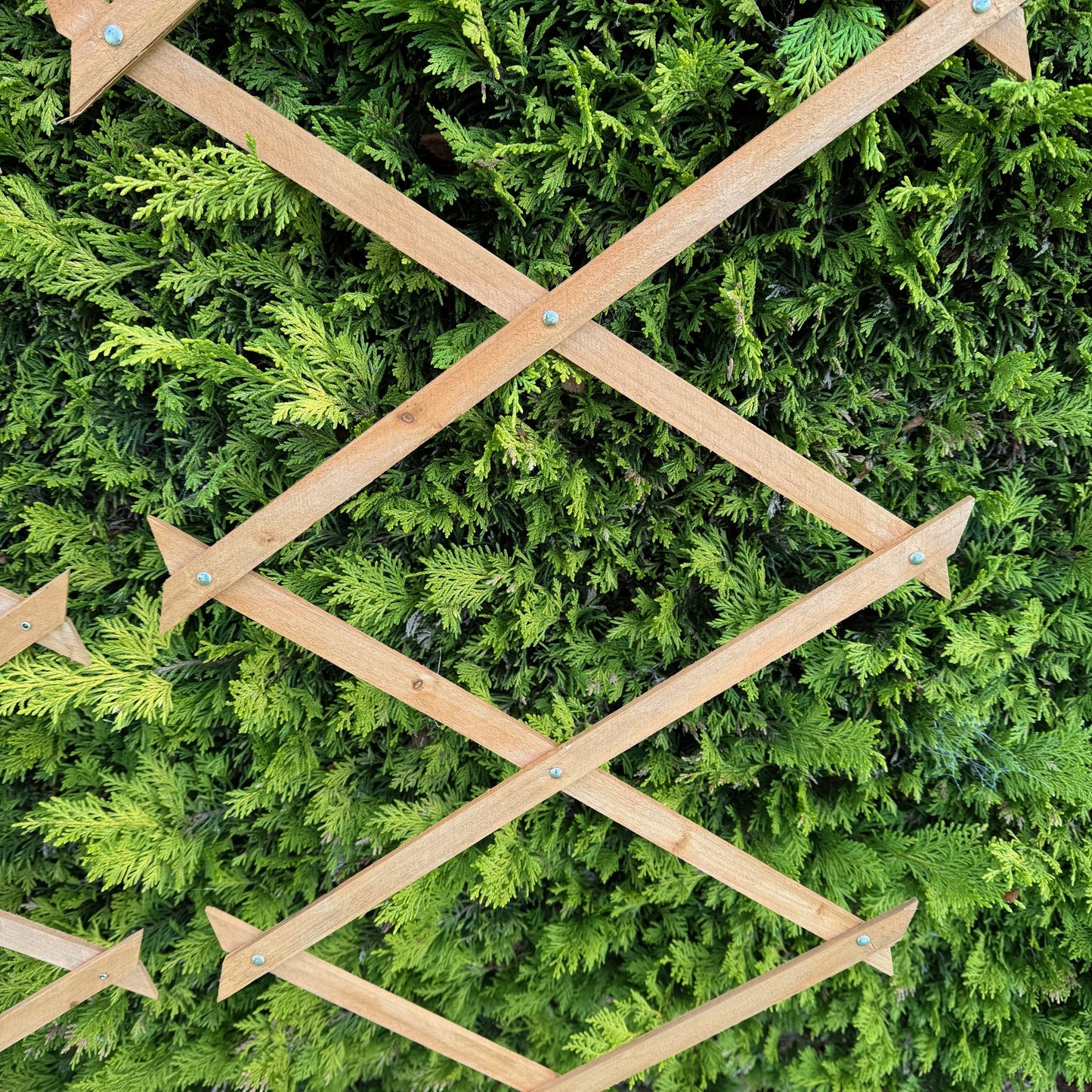 Expanding Wooden Garden Trellis (180cm x 30cm) -  Pack of 2