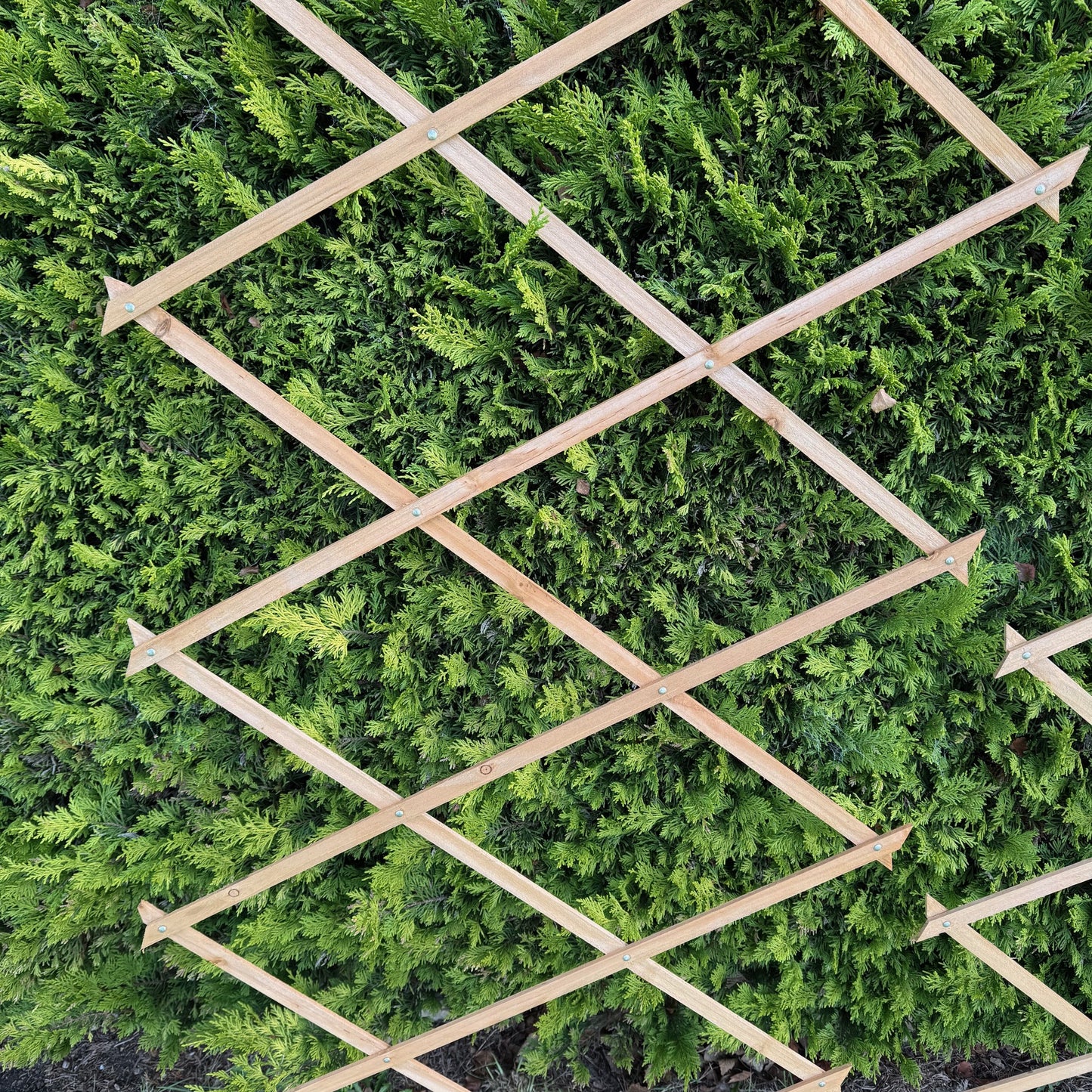 Expanding Wooden Garden Trellis (180cm x 60cm) -  Pack of 2