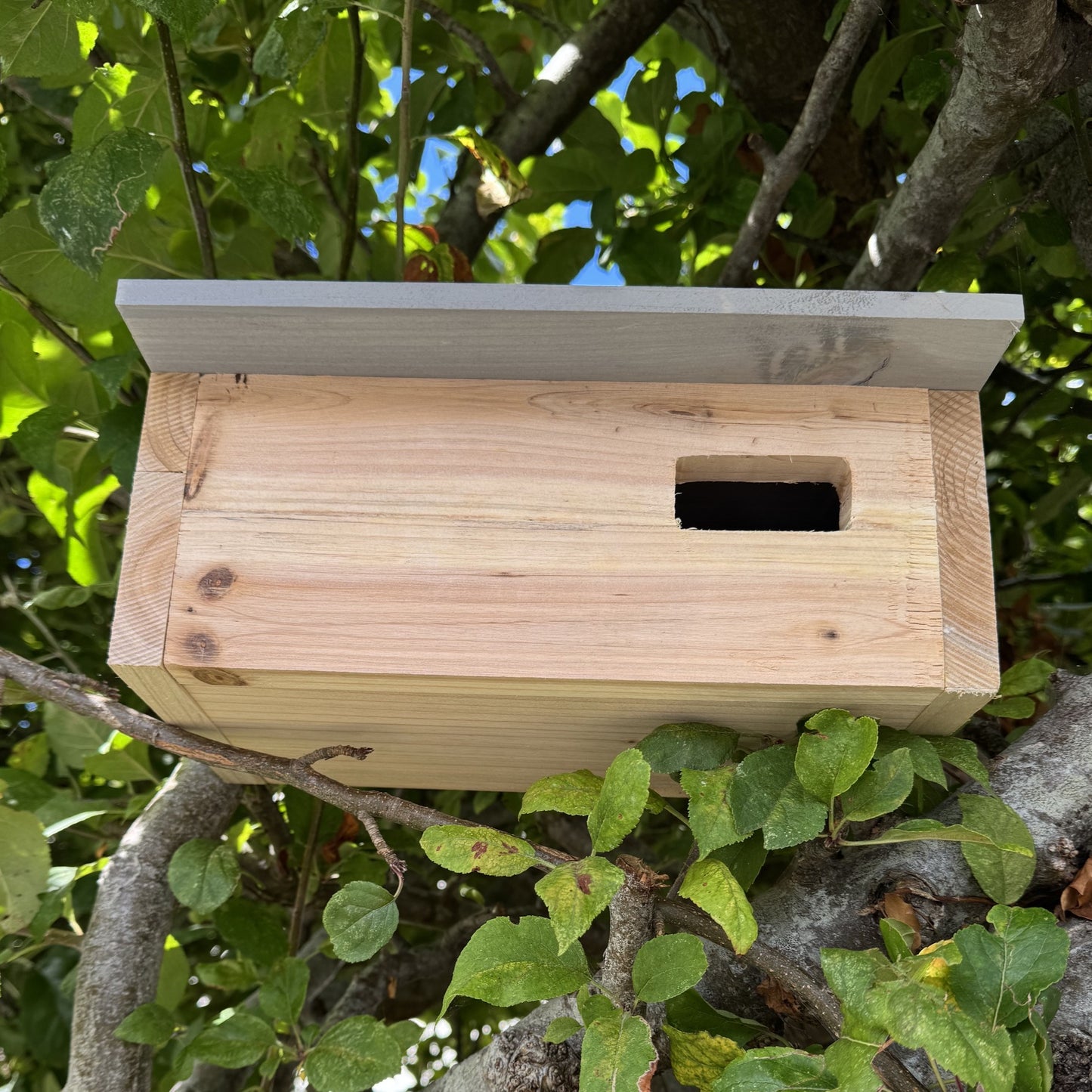 Swift Wooden Nesting Box