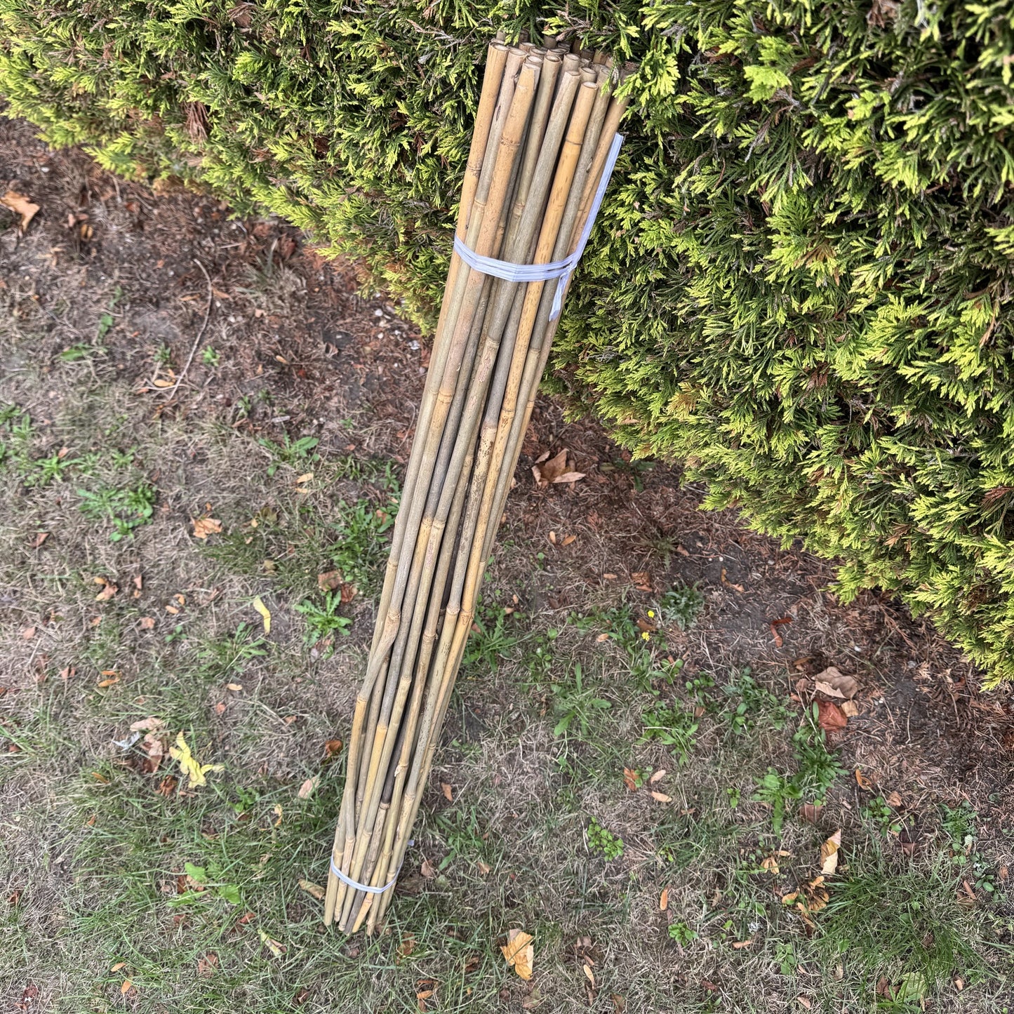 Bamboo Climbing Garden Plant Support Cane Sticks (120cm) - Pack of 40
