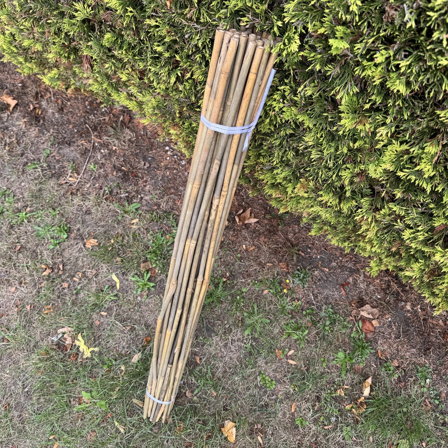 Bamboo Climbing Garden Plant Support Cane Sticks (120cm) - Pack of 40