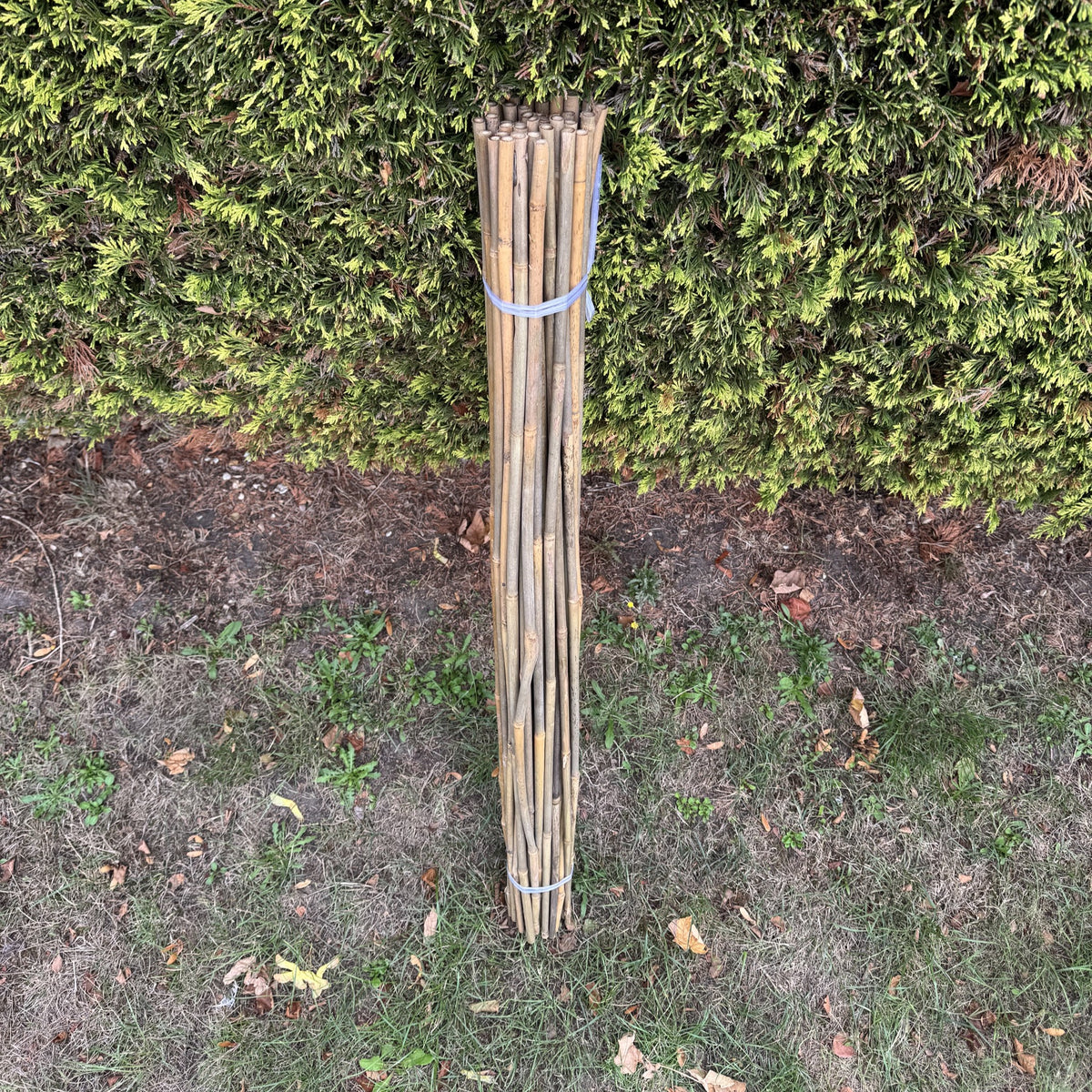Bamboo Climbing Garden Plant Support Cane Sticks (120cm) - Pack of 40