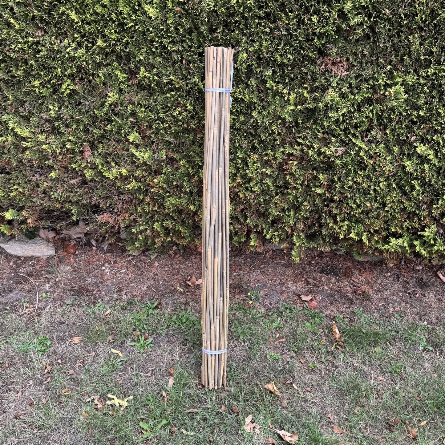 Bamboo Climbing Garden Plant Support Cane Sticks (120cm) - Pack of 40