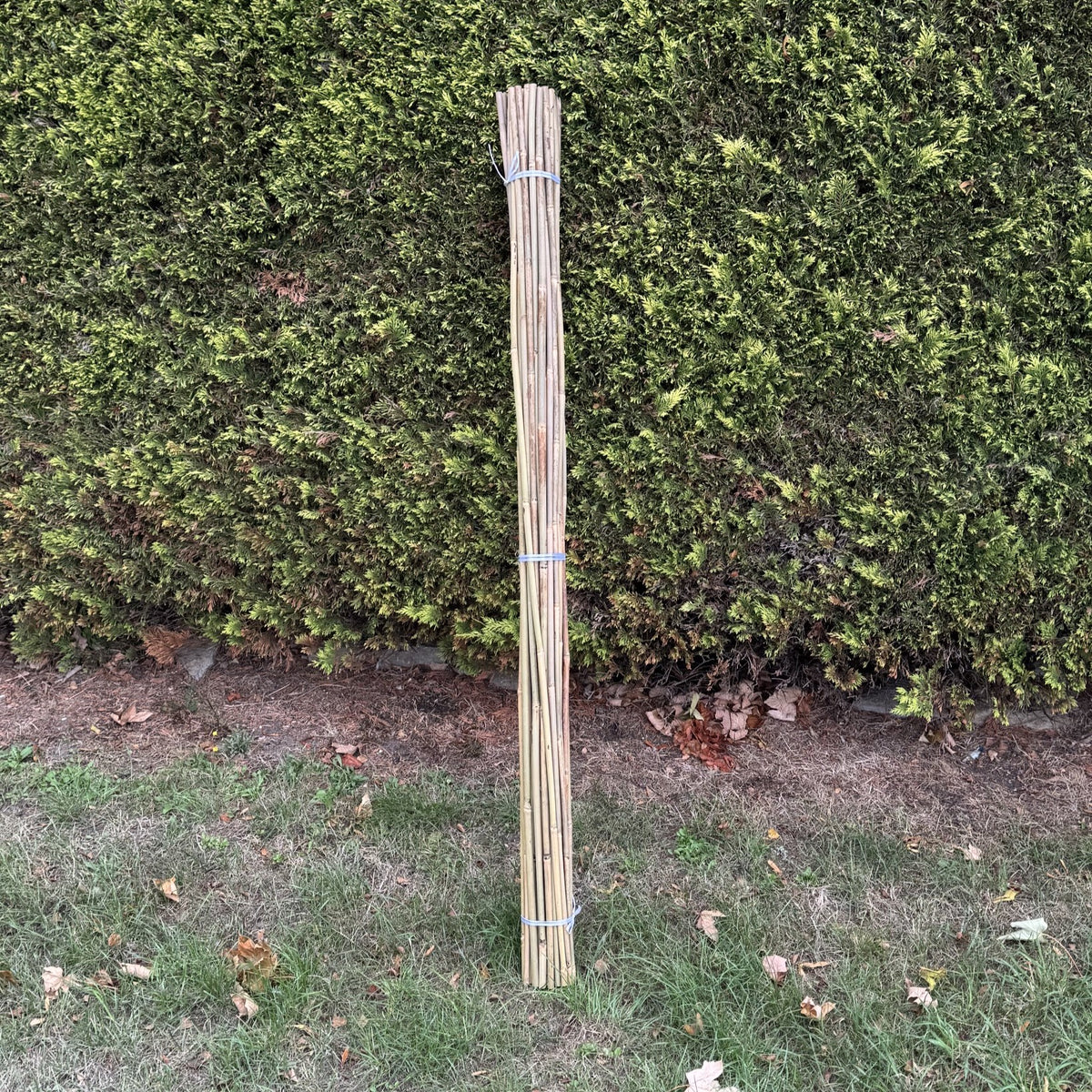 Bamboo Climbing Garden Plant Support Cane Sticks (160cm) - Pack of 40