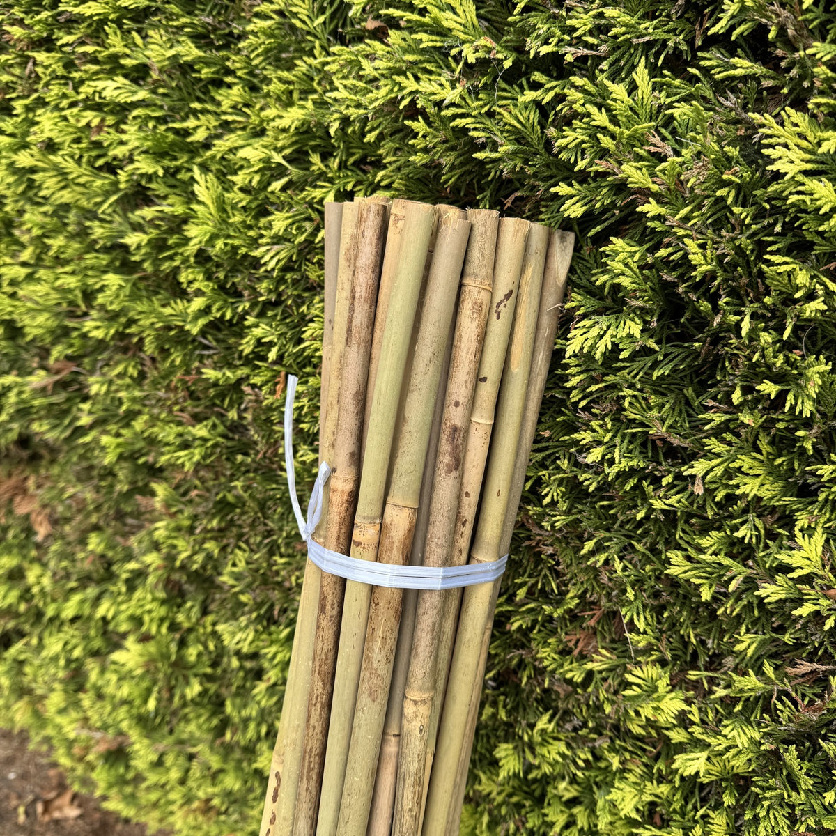 Bamboo Climbing Garden Plant Support Cane Sticks (160cm) - Pack of 40