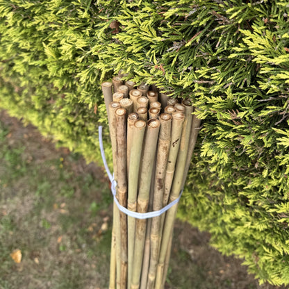 Bamboo Climbing Garden Plant Support Cane Sticks (160cm) - Pack of 40