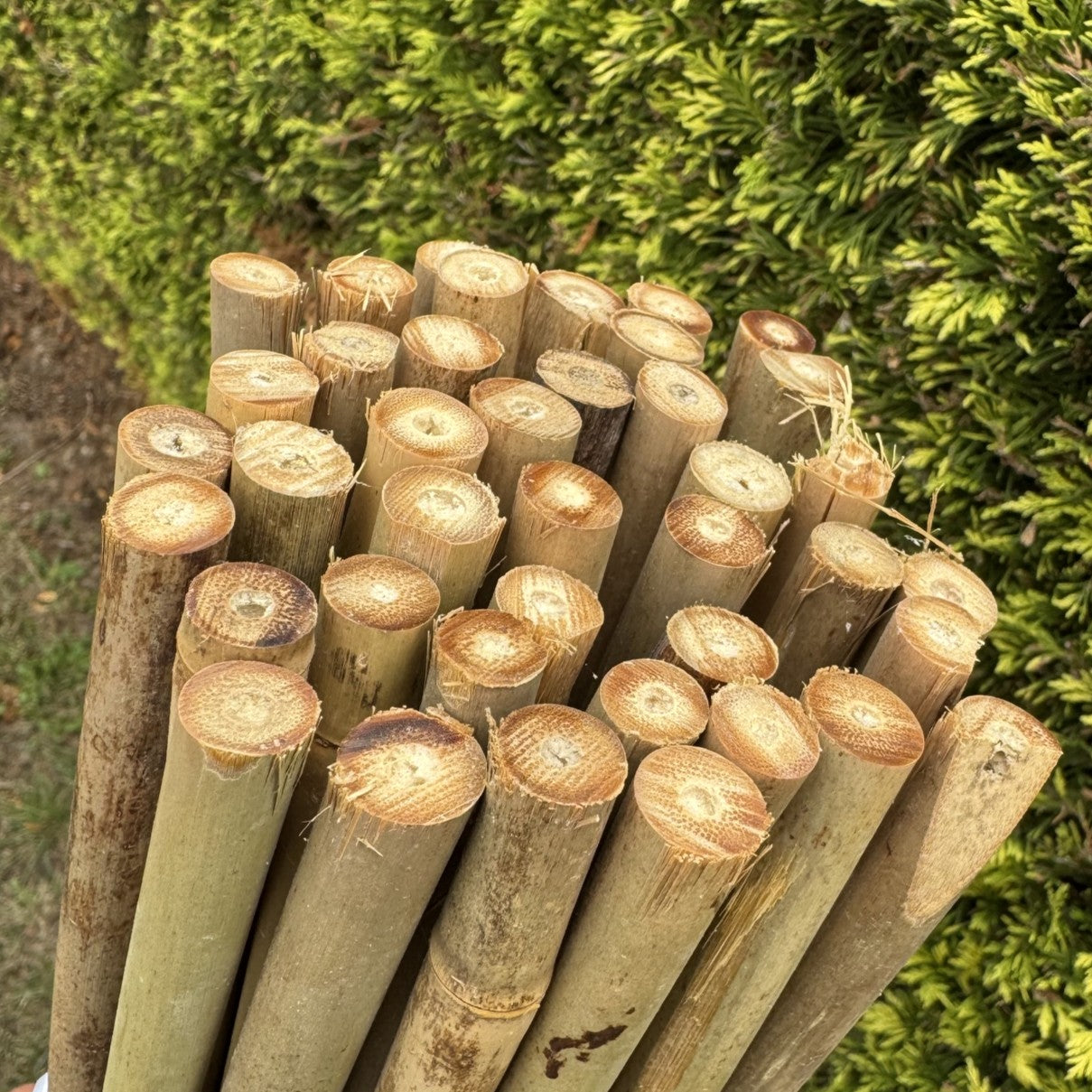 Bamboo Climbing Garden Plant Support Cane Sticks (160cm) - Pack of 40