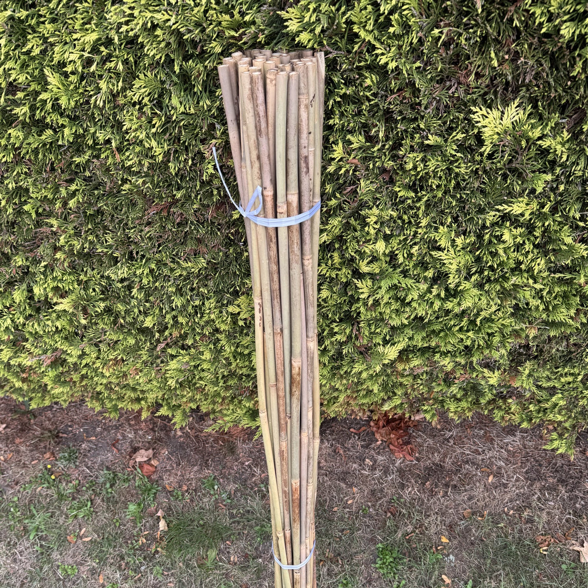 Bamboo Climbing Garden Plant Support Cane Sticks (160cm) - Pack of 40