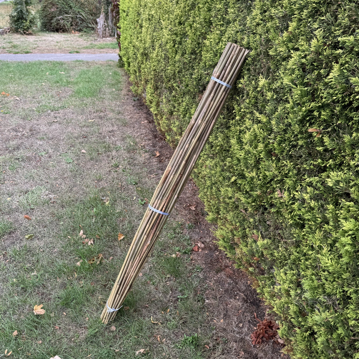 Bamboo Climbing Garden Plant Support Cane Sticks (160cm) - Pack of 40